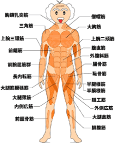 筋肉の位置と名称を確認